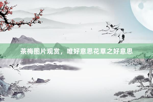 茶梅图片观赏，唯好意思花草之好意思
